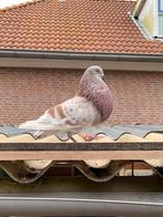 Kropper doffer, Dieren en Toebehoren, Vogels | Duiven, Mannelijk, Kropper