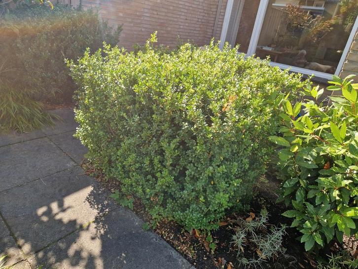 japanse hulst 1.10 hoog, Tuin en Terras, Planten | Struiken en Hagen, Haag, Hulst, Minder dan 100 cm, Ophalen