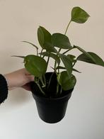 Stekjes epipremnum aureum, Ophalen, Halfschaduw, Minder dan 100 cm