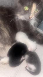 Kittens main coon x, Dieren en Toebehoren, Katten en Kittens | Raskatten | Korthaar, Meerdere dieren, Ontwormd, 0 tot 2 jaar