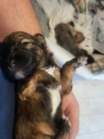 Lapoos kleine /doodles /lhasa x poedel toy, Dieren en Toebehoren, Overige rassen, CDV (hondenziekte), 8 tot 15 weken, Meerdere