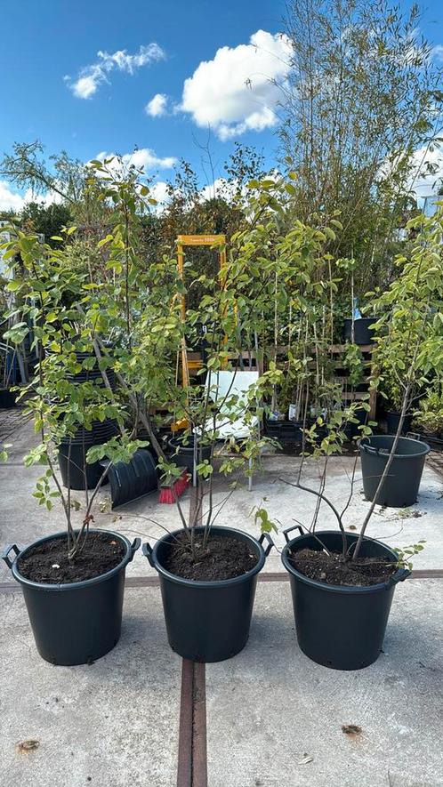 Krenten boompjes bloeit volop in het voorjaar witte bloem, Tuin en Terras, Planten | Tuinplanten, Vaste plant, Overige soorten