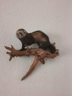 Taxidermie bunzing., Dieren en Toebehoren, Ophalen