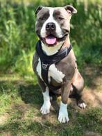 Gezocht oppas/uitlaten, Uitlaatservice