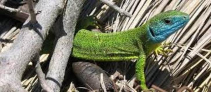 Korting entree DoeZoo in Leens (Groningen), Tickets en Kaartjes, Recreatie | Dierentuinen, Drie personen of meer, Kortingskaart