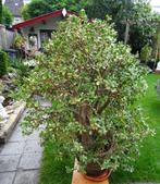 Crassula Ovata / Jadeplant-Geldboom, Ophalen, In pot, Bloeiende kamerplant, 150 tot 200 cm