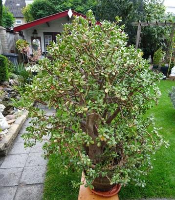 Crassula Ovata / Jadeplant-Geldboom beschikbaar voor biedingen