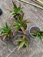 Vetplanten, Tuin en Terras, Planten | Tuinplanten, Ophalen, Overige soorten, Volle zon