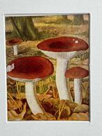 1932 OUD Litho paddestoel1932 Russula rubra, Ophalen of Verzenden