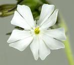 Nr 26/ zaad van Avondkoekoeksbloem (Silene latifolia) - bio, Ophalen of Verzenden, Voorjaar, Zaad