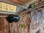 Babykonijntjes mannetjes en vrouwtjes, Dieren en Toebehoren, Konijnen, Meerdere dieren