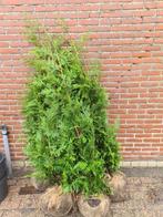 Thuja Plicata Excelsa coniferen in diverse maten, Verzenden, Conifeer, Haag, 100 tot 250 cm