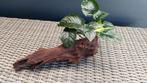 Stuk aquariumhout met anubias Barteri (F), Ophalen, Zo goed als nieuw, Plant(en), Steen of Hout
