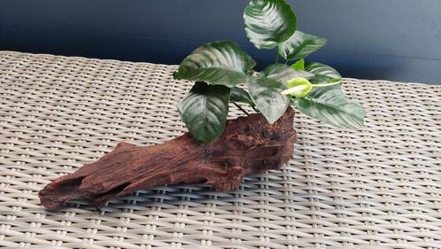 Stuk aquariumhout met anubias Barteri (F), Dieren en Toebehoren, Vissen | Aquaria en Toebehoren, Zo goed als nieuw, Plant(en), Steen of Hout