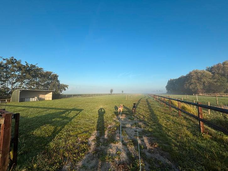 Plekje vrij voor opfok/weide maatje bij ons aan huis, Dieren en Toebehoren, Stalling en Weidegang, Opfok, Weidegang, 1 paard of pony