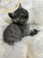 Britse kort haar kittens te koop, Dieren en Toebehoren, Meerdere dieren, 0 tot 2 jaar