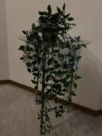 Hangplant Groen - Decoratief en Makkelijk!, Huis en Inrichting, Overige soorten, In pot, Minder dan 100 cm, Groene kamerplant