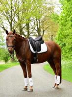 Leuke D pony te koop, Dieren en Toebehoren, Pony's, Ruin, Recreatiepony, Gechipt
