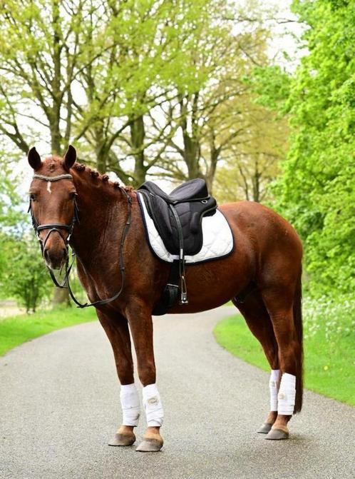 Leuke D pony te koop, Dieren en Toebehoren, Pony's, Ruin, Recreatiepony, Gechipt