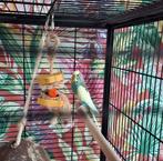2 lieve grasparkietjes samen te koop incl. Kooi, Dieren en Toebehoren, Vogels | Parkieten en Papegaaien, Mannelijk, Parkiet