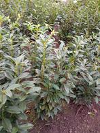 Genolia laurier haag planten, Ophalen, Laurier, 100 tot 250 cm