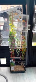 Kooi met 2 kanaries, Dieren en Toebehoren, Vogels | Kanaries, Mannelijk, Zangkanarie