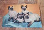 Vier Siamese katten (ansichtkaart), Verzenden, Ongelopen, Hond of Kat