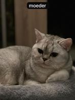 Mooi katten zoeken nieuwe huis