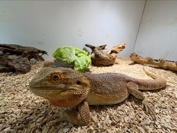 Baardagaam (mannetje) met terrarium