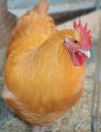 Te reserveren kuikens orpington buff, Dieren en Toebehoren, Pluimvee, Geslacht onbekend, Kip