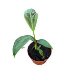 Musa zebrina bananenplant, Tuin en Terras, Planten | Tuinplanten, Halfschaduw, Vaste plant, Herfst, Fruitplanten
