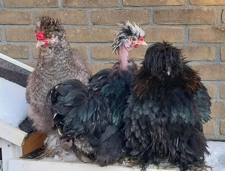 Leuke USA zijdehoender haantjes, gratis, Dieren en Toebehoren, Pluimvee, Kip, Mannelijk