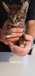 5 knappe broertjes, nu 6 weken oud., Dieren en Toebehoren, Kater