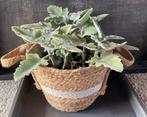 Kalanchoe Oak Leaf, Huis en Inrichting, Kamerplanten, Ophalen, Vetplant, Halfschaduw, In pot
