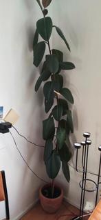 Ficus Elastica (Rubberplant) te koop, Ophalen, Ficus, Halfschaduw, In pot