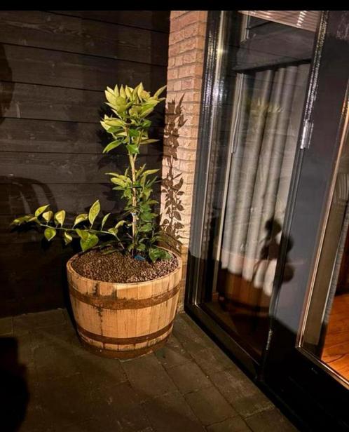 Eikenhouten bloembak, Tuin en Terras, Bloembakken en Plantenbakken, Zo goed als nieuw, Hout, Minder dan 60 cm, Rond, Ophalen