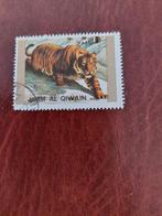 Tijger. Roofdier. Umm al Qiwain, Ophalen of Verzenden