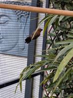 Te koop man braziliaanse blauwe bischop, Dieren en Toebehoren, Vogels | Overige Vogels, Mannelijk, Tropenvogel, Geringd