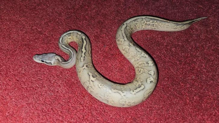 GHI Pastel Leopard Lesser Ghost poss Sugar.