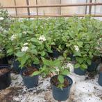 5 stuks voor 20 euro Cornus 'Siberian pearls', Ophalen of Verzenden, Overige soorten