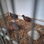 7 chinese dwerg kwartels haantje, Dieren en Toebehoren, Mannelijk, Tropenvogel