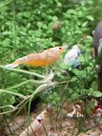 White Golden snow bee garnalen., Dieren en Toebehoren, Kreeft, Krab of Garnaal, Zoetwatervis, Schoolvis