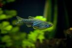 Brachydanio Rerio - Zebra Danio, Vis, Zoetwatervis