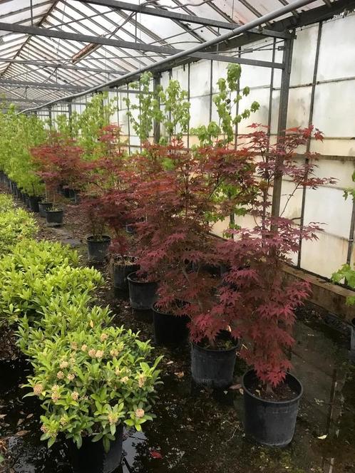 Tekoop: japanse esdoorn potgekweekt., Tuin en Terras, Planten | Bomen, Overige soorten, Minder dan 100 cm, Halfschaduw, Bloeit niet