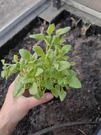 Nieuw Zeelandse spinazie, Tuin en Terras, Planten | Tuinplanten, Ophalen, Volle zon, Groenteplanten, Eenjarig