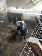 Romanov ram te koop, Dieren en Toebehoren, Schapen, Geiten en Varkens, Mannelijk, Schaap