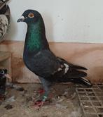 Kleurpostduiven, Dieren en Toebehoren, Postduif