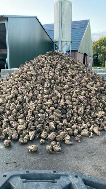 Voederbieten eventueel bezorgd door heel nederland beschikbaar voor biedingen