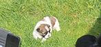 Lieve mooie shih tzu.s, Dieren en Toebehoren, Overige rassen, 8 tot 15 weken, Meerdere, Meerdere dieren