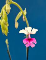 Orchidee Calanthe rubens p15 (2)